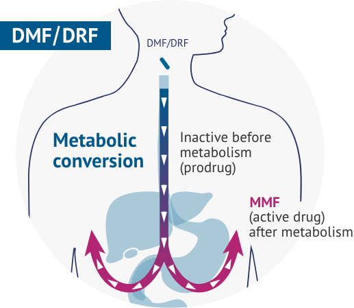 Graphic explaining prodrug metabolic conversion.